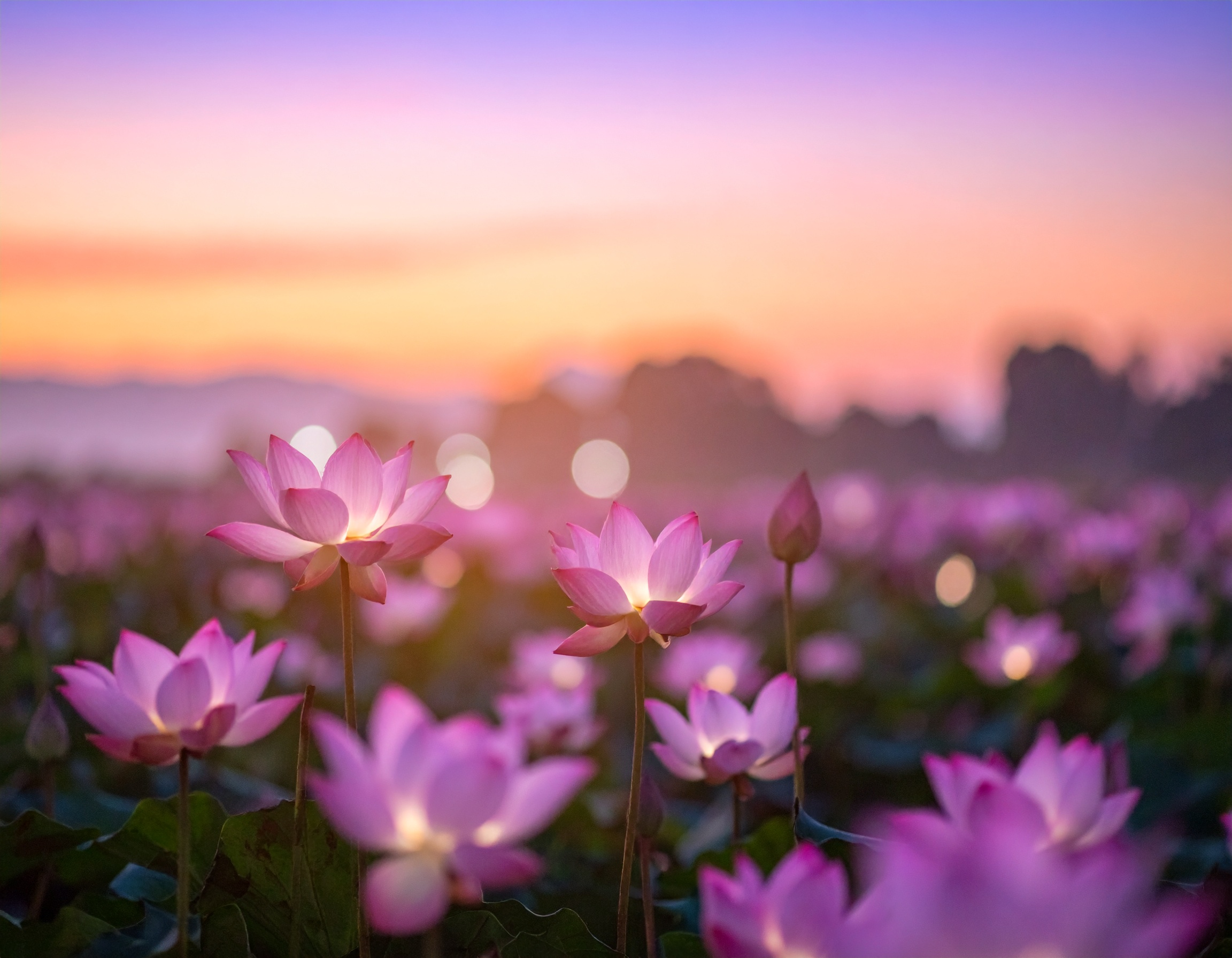 Background scene of Lotus Flowers at sunrise